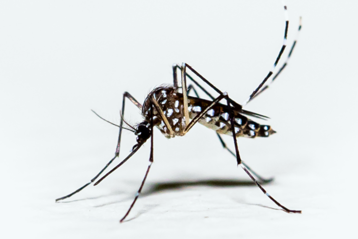 aedes-aegypti-bild